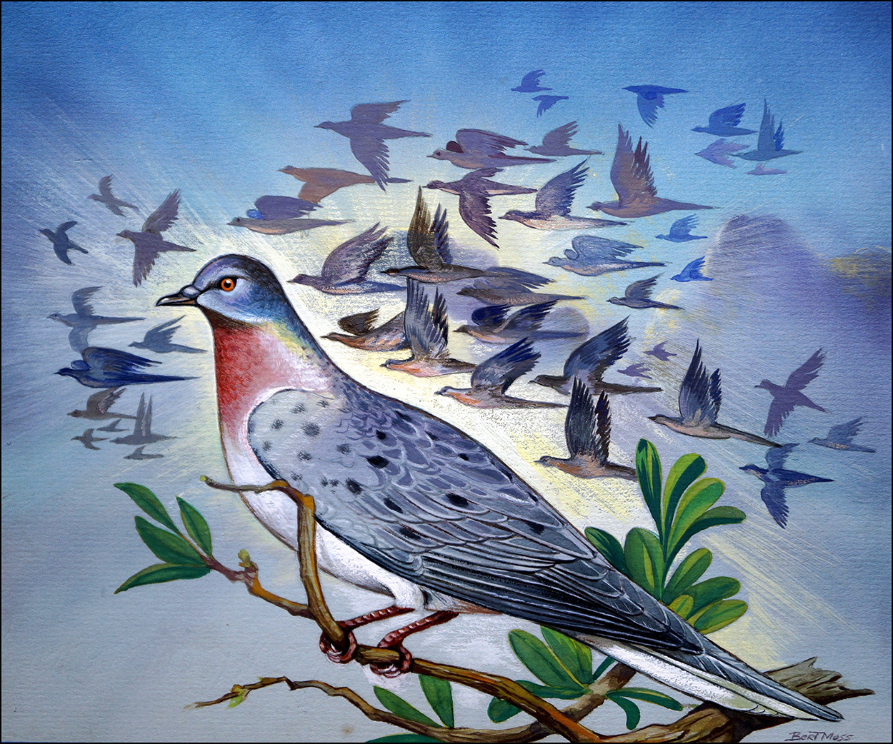 Passenger Pigeon (Original) (Signed) art by Bert Moss Art at The Illustration Art Gallery