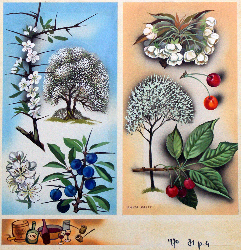 Wild Fruit Trees Blackthorn & Wild Cherry (Original) (Signed) art by David Pratt Art at The Illustration Art Gallery