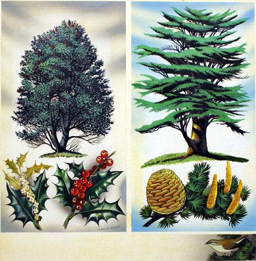 Trees You Can See: Holly Tree and Cedar (Original) (Signed) by David Pratt Art at The Illustration Art Gallery