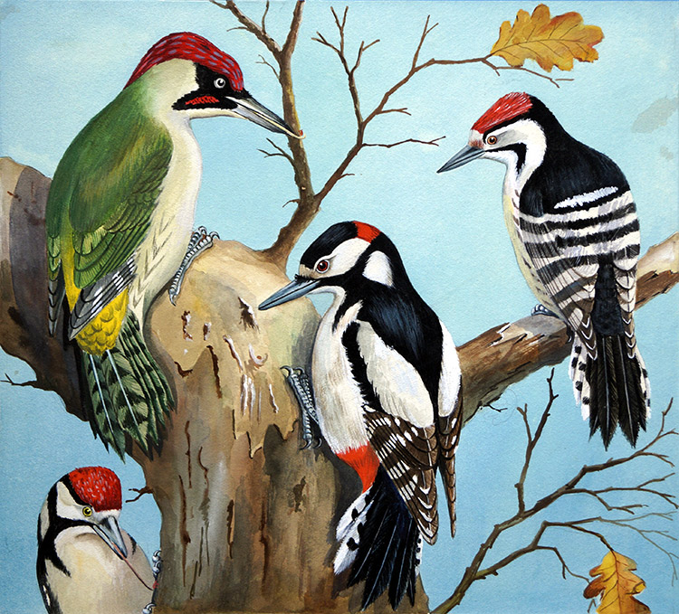 Four Woodpeckers (Original) by John Rignall Art at The Illustration Art Gallery