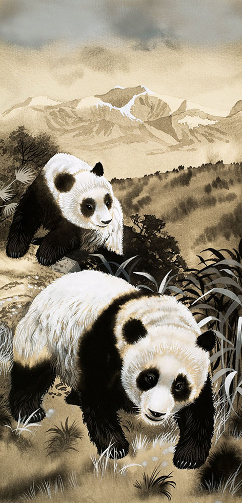 Giant Panda (Original) art by Animals at The Illustration Art Gallery