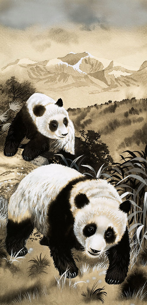 Giant Panda (Original) by Animals at The Illustration Art Gallery