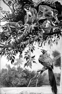 Secrets of the Hornbill art by 20th Century unidentified artist