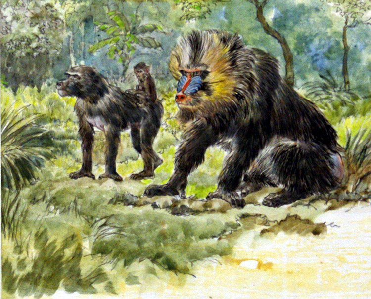 The Mandrill (Original) by Animals at The Illustration Art Gallery