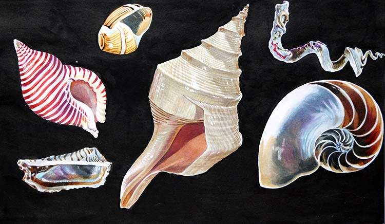All Sorts of Sea Shells B (Original) by Animals at The Illustration Art Gallery