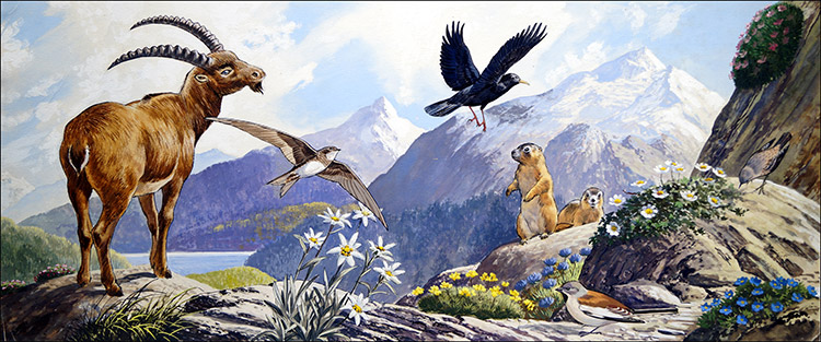 Wildlife of Central Europe (Original) by G W Backhouse at The Illustration Art Gallery