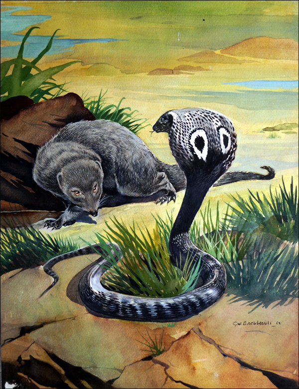 Mongoose Versus Cobra (Original) (Signed) by G W Backhouse at The Illustration Art Gallery