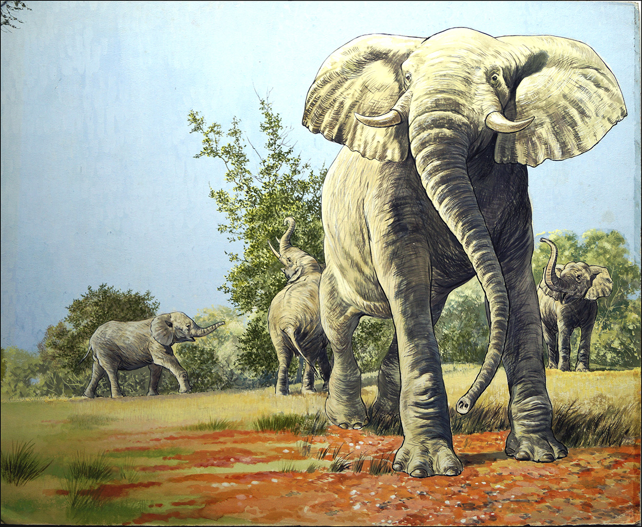 African Bush Elephants (Original) art by G W Backhouse at The Illustration Art Gallery