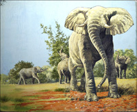 African Bush Elephants art by G W Backhouse