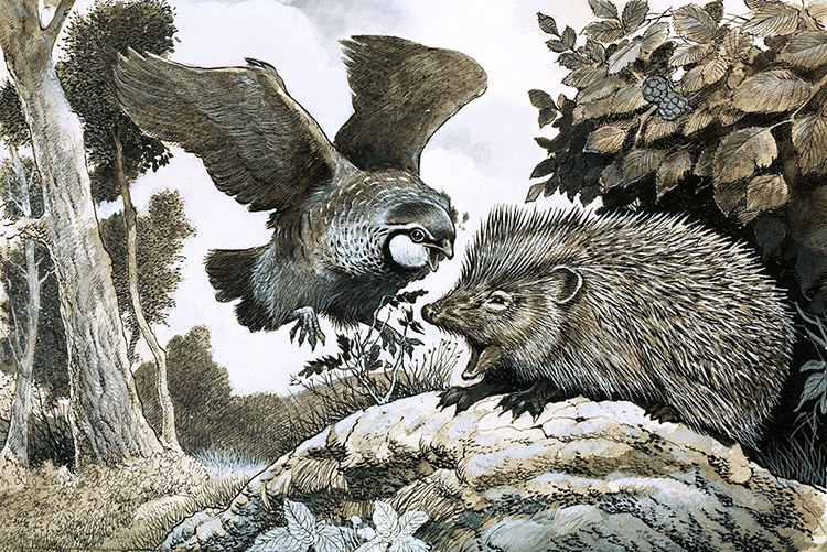 Bird Attacking Hedgehog (Original) by G W Backhouse Art at The Illustration Art Gallery