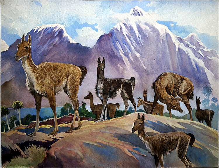 Llamas (Original) by G W Backhouse at The Illustration Art Gallery