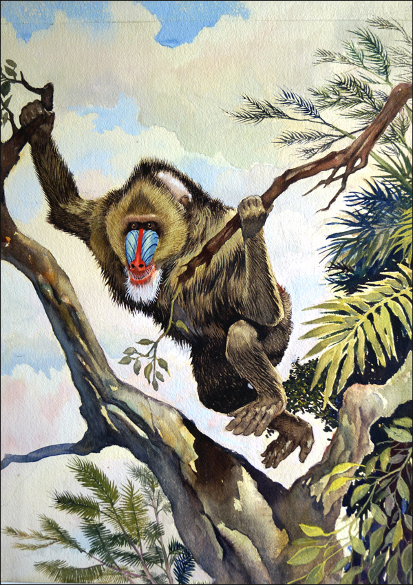 Mandrill (Original) by G W Backhouse at The Illustration Art Gallery