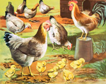 A Hen and her Chicks (Original Macmillan Poster) (Print)