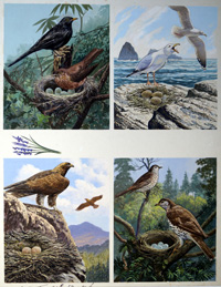 All Sorts of Birds and their Nests - 1 art by John F Chalkley