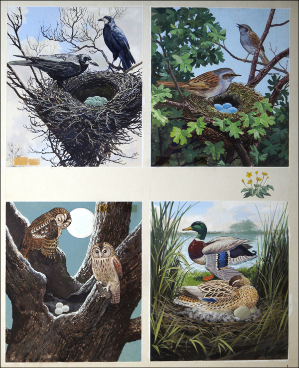 All Sorts of Birds and their Nests - 4 (Original) by John F Chalkley at The Illustration Art Gallery