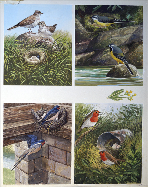 All Sorts of Birds and their Nests - 2 (Original) by John F Chalkley at The Illustration Art Gallery
