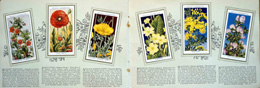 Cigarette cards in album: Set of 50 Wild Flowers (50 cards) 