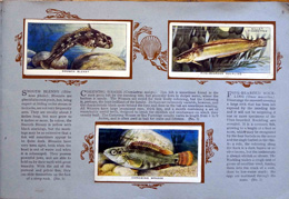Complete Set of 50 The Sea-Shore Cigarette cards in album (1938) at The Book Palace