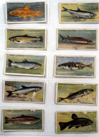 Fresh Water Fishes: Full Set of 50 Cigarette Cards (1934) 