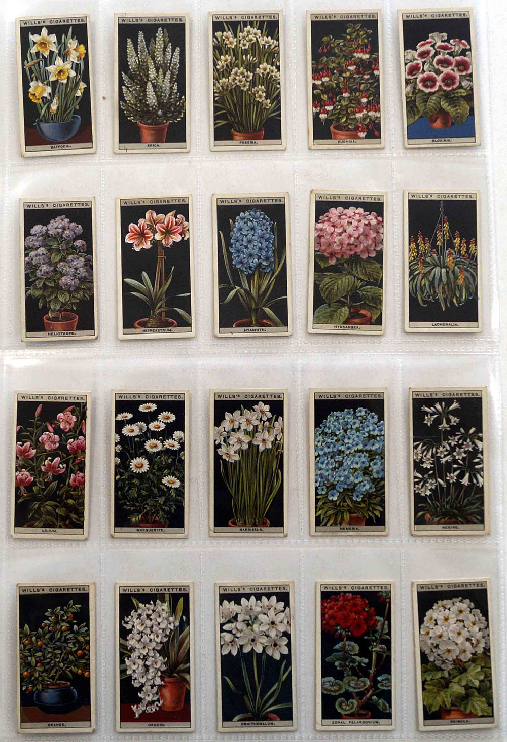 Flower Culture in Pots: Full Set of 50 Cigarette Cards (1925) art by Natural History (Wildlife) at The Illustration Art Gallery