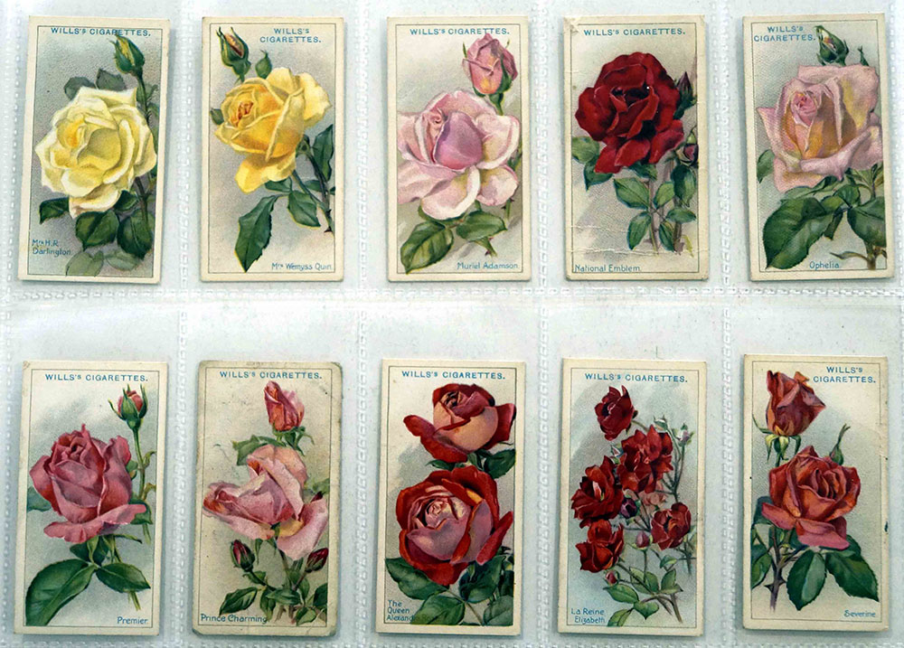 Roses: Full Set of 50 Cigarette Cards (1912) art by Natural History (Wildlife) at The Illustration Art Gallery