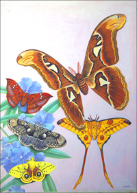 Colourful Moths of the World art by Reginald B Davis