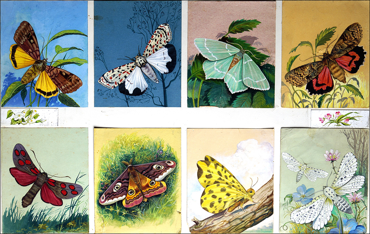 All Kinds of Moths (Original) art by Reginald B Davis at The Illustration Art Gallery