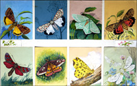All Kinds of Moths art by Reginald B Davis