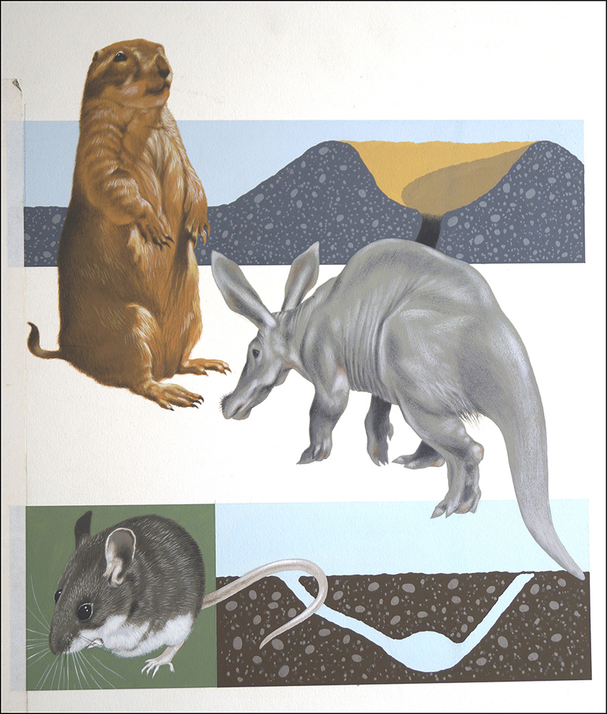 A is for Aardvark (Original) art by Reginald B Davis at The Illustration Art Gallery