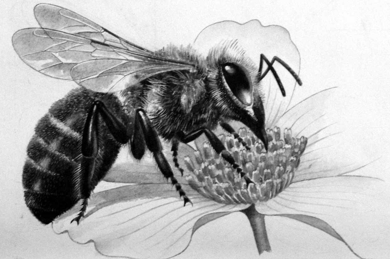 Honey Bee Taking Nectar (Original) art by Reginald B Davis at The Illustration Art Gallery