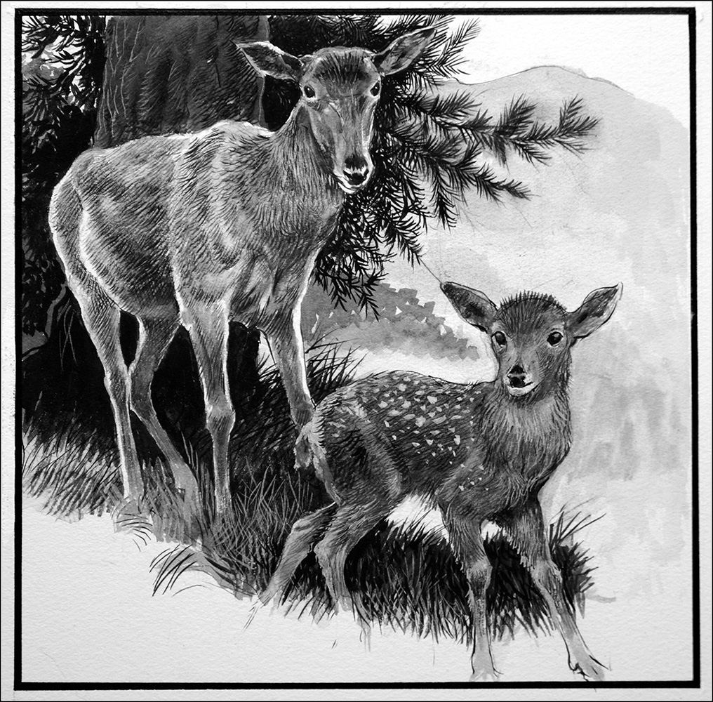 Red Hind Deer and Calf (Original) art by Reginald B Davis at The Illustration Art Gallery