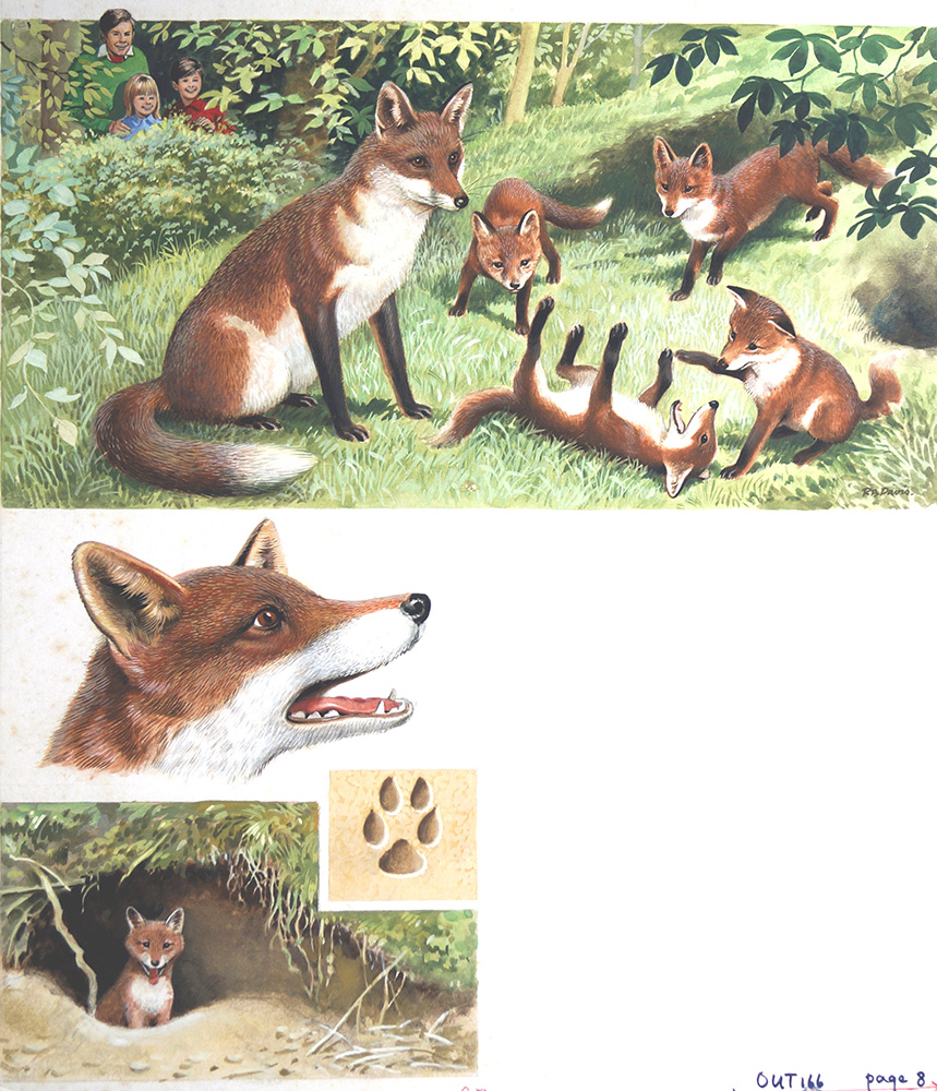 The Life of a Fox (Original) (Signed) art by Reginald B Davis at The Illustration Art Gallery