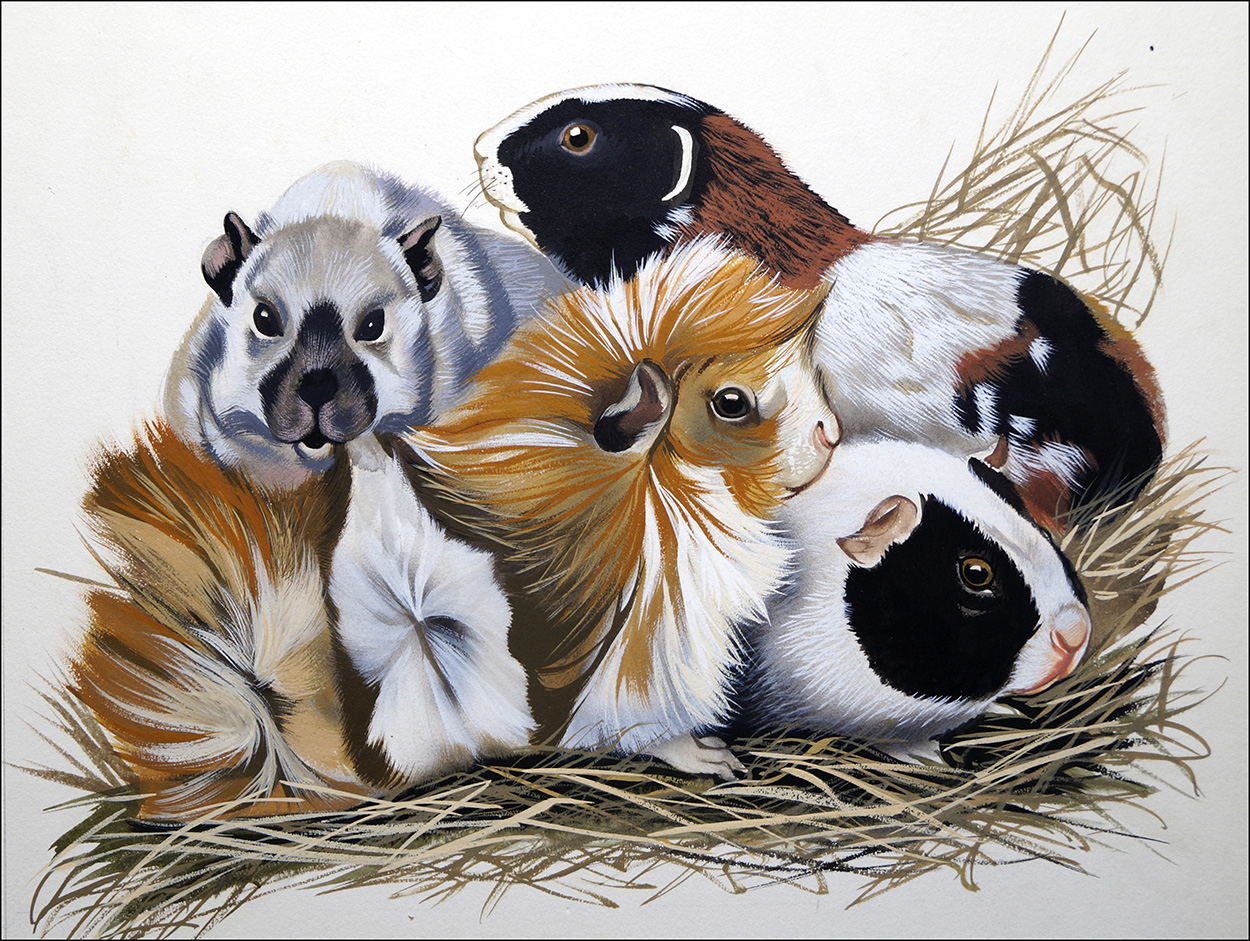 Guinea Pigs (Original) art by Reginald B Davis at The Illustration Art Gallery