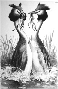 The Great Crested Grebe art by Reginald B Davis