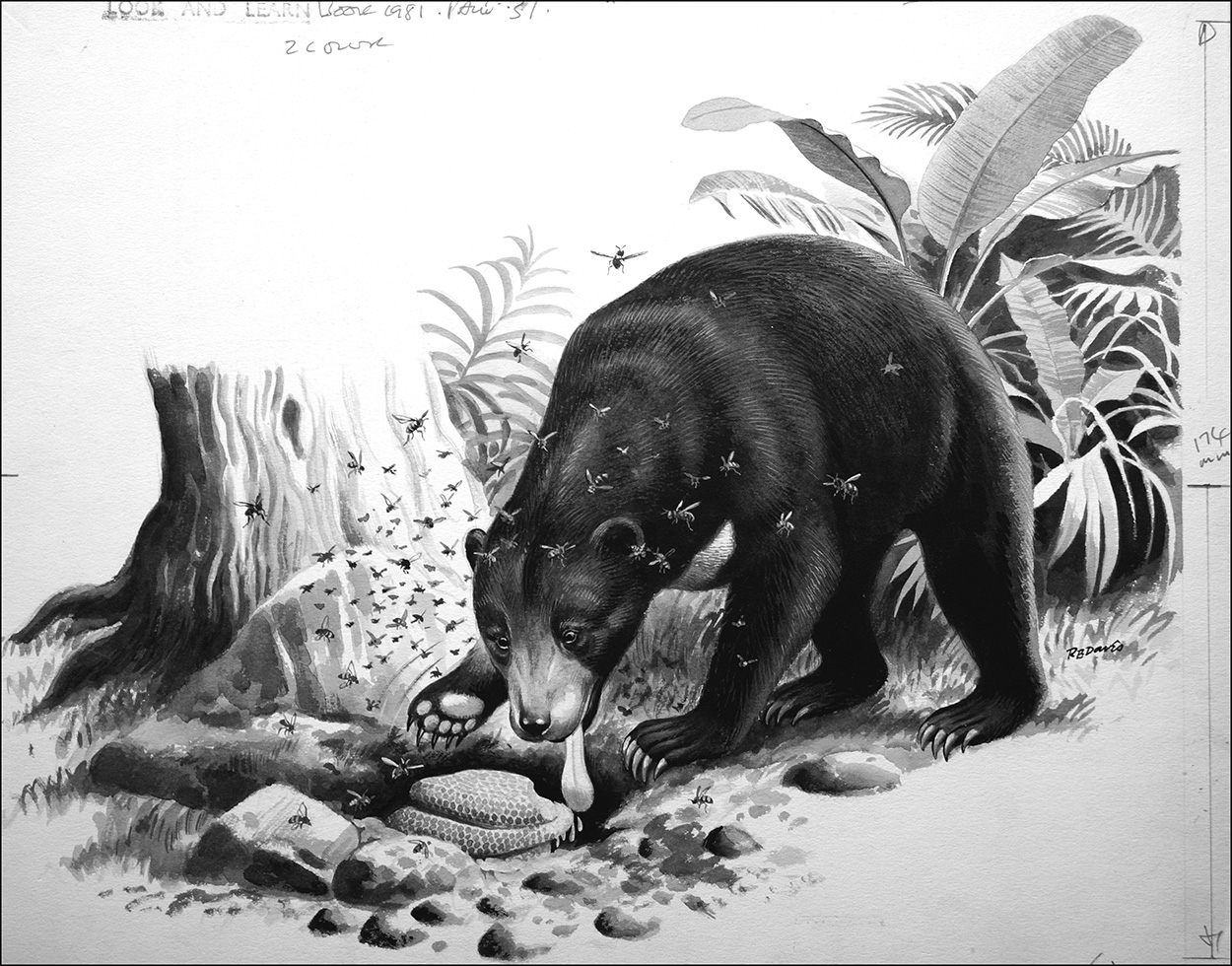 Malayan Sun Bear (Original) (Signed) art by Reginald B Davis at The Illustration Art Gallery