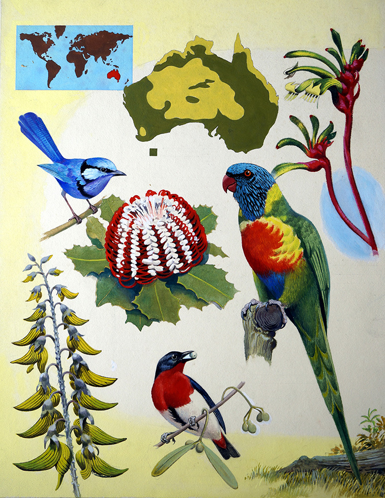 Wildlife of Australia (Original) art by Reginald B Davis at The Illustration Art Gallery