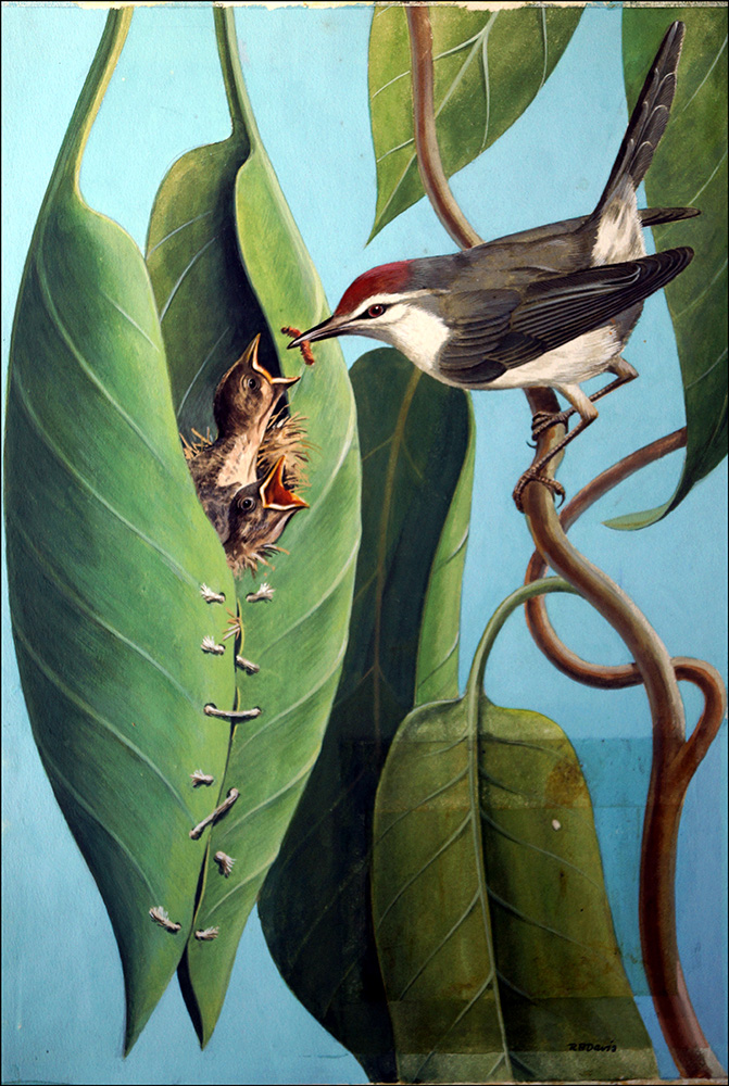 The Tailor Bird (Original) (Signed) art by Reginald B Davis at The Illustration Art Gallery