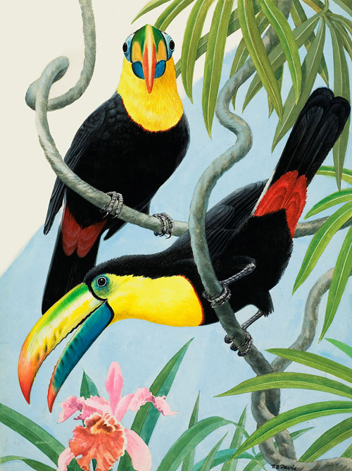 Two Toucans (Original) (Signed) by Reginald B Davis at The Illustration Art Gallery