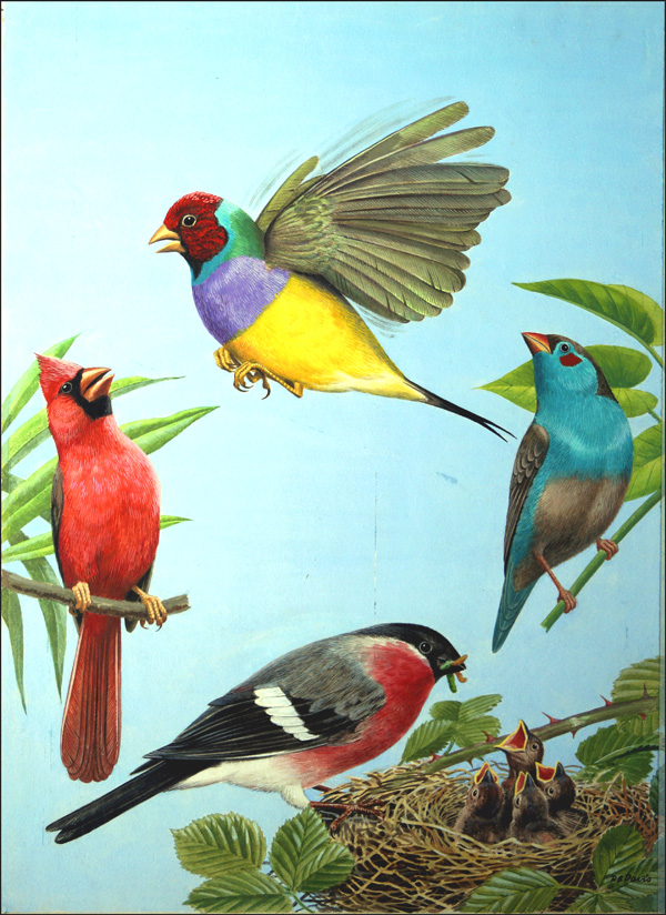 Tropical Birds (Original) (Signed) by Reginald B Davis at The Illustration Art Gallery