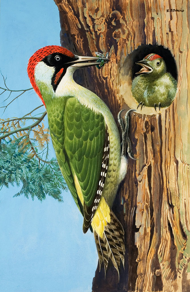 A Woodpecker Feeds it's Chick (Original) (Signed) art by Reginald B Davis at The Illustration Art Gallery