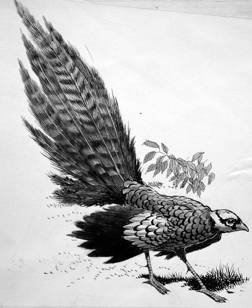 Pheasant (Original) art by Ken Denham at The Illustration Art Gallery