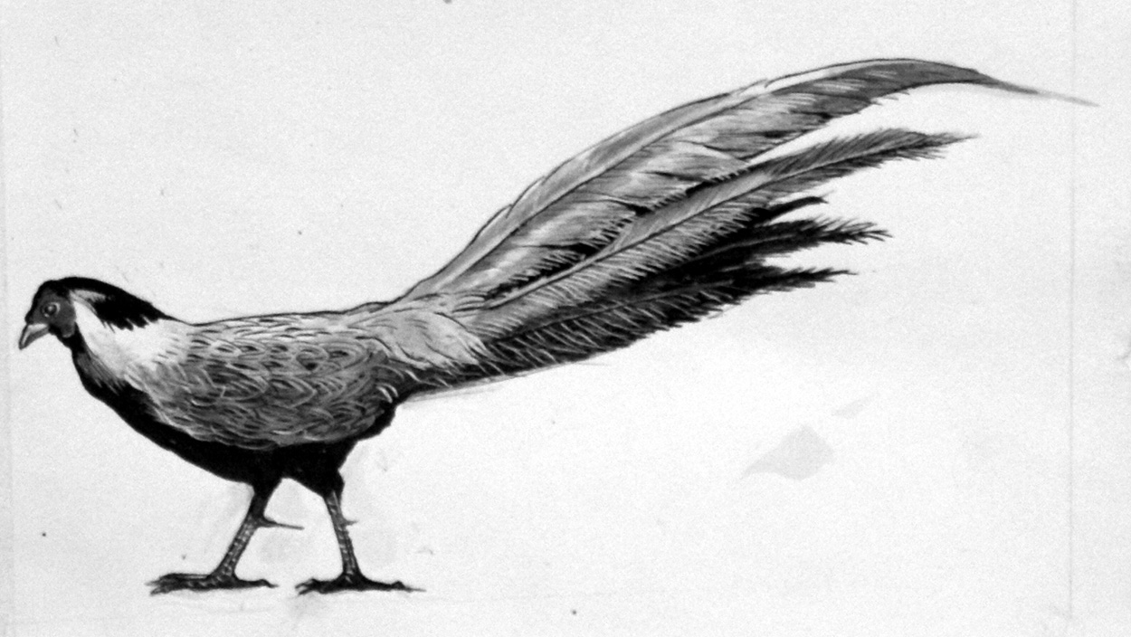 The Silver Pheasant (Original) art by Ken Denham at The Illustration Art Gallery