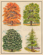 Trees (Original Macmillan Poster) (Print) art by Dorothy Fitchew at The Illustration Art Gallery