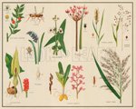 Miscellaneous Plant Families (Original Macmillan Poster) (Print) art by Dorothy Fitchew at The Illustration Art Gallery