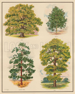 Trees (Original Macmillan Poster) (Print) art by Dorothy Fitchew at The Illustration Art Gallery