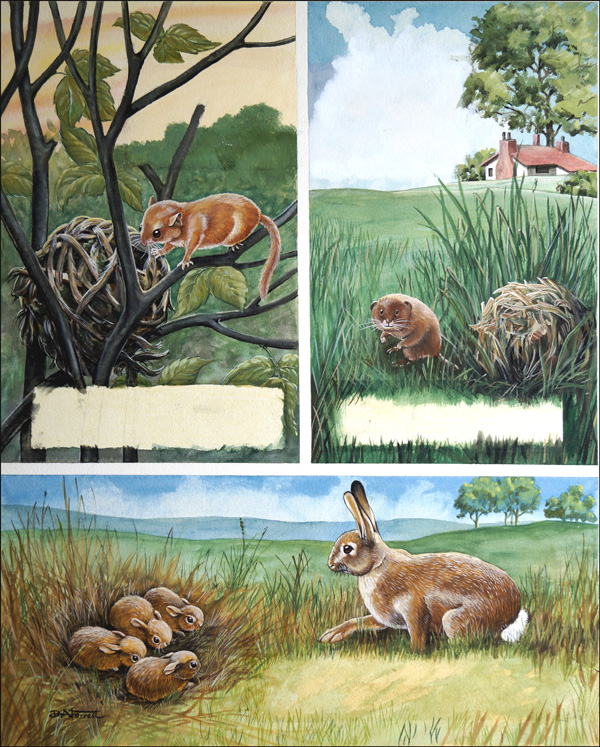 Animals in the Fields (Original) (Signed) by Don Forrest at The Illustration Art Gallery
