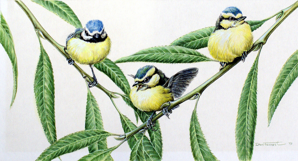 Blue Tits (Adults and Infant) (Original) (Signed) art by Don Forrest at The Illustration Art Gallery