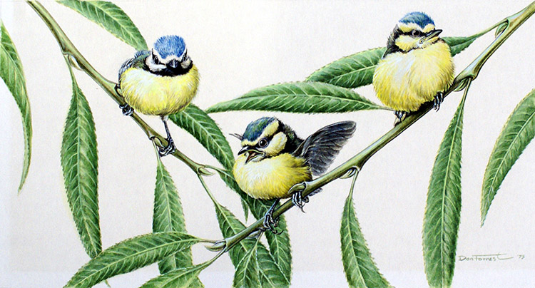 Blue Tits (Adults and Infant) (Original) (Signed) by Don Forrest at The Illustration Art Gallery