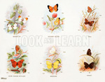 Stages in the life history of butterflies (Original Macmillan Poster) (Print)