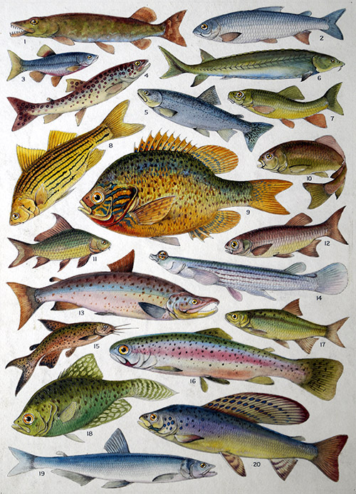 Fresh Water Fishes of the Empire - Canada (Original) by James Green at The Illustration Art Gallery